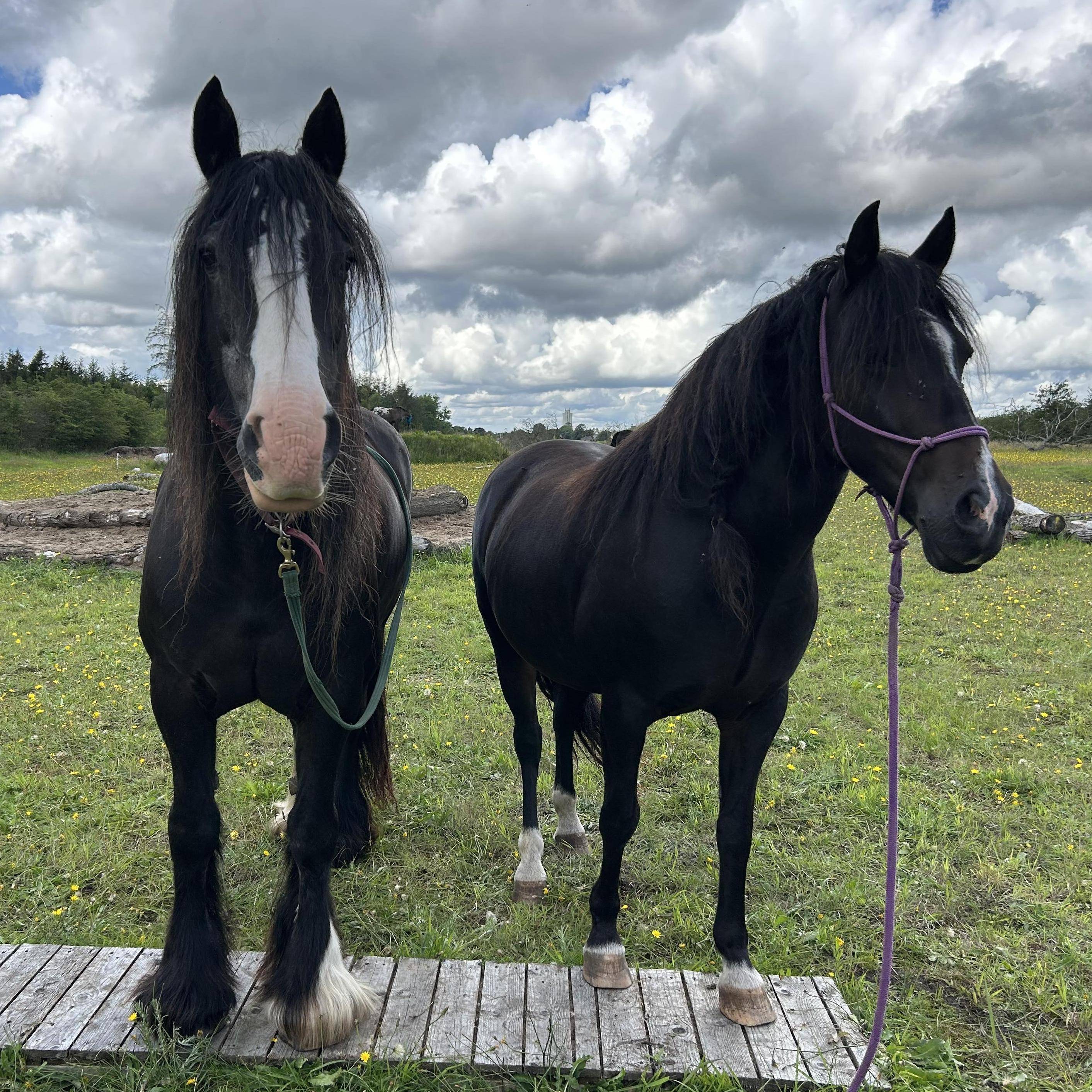 Horsemanship