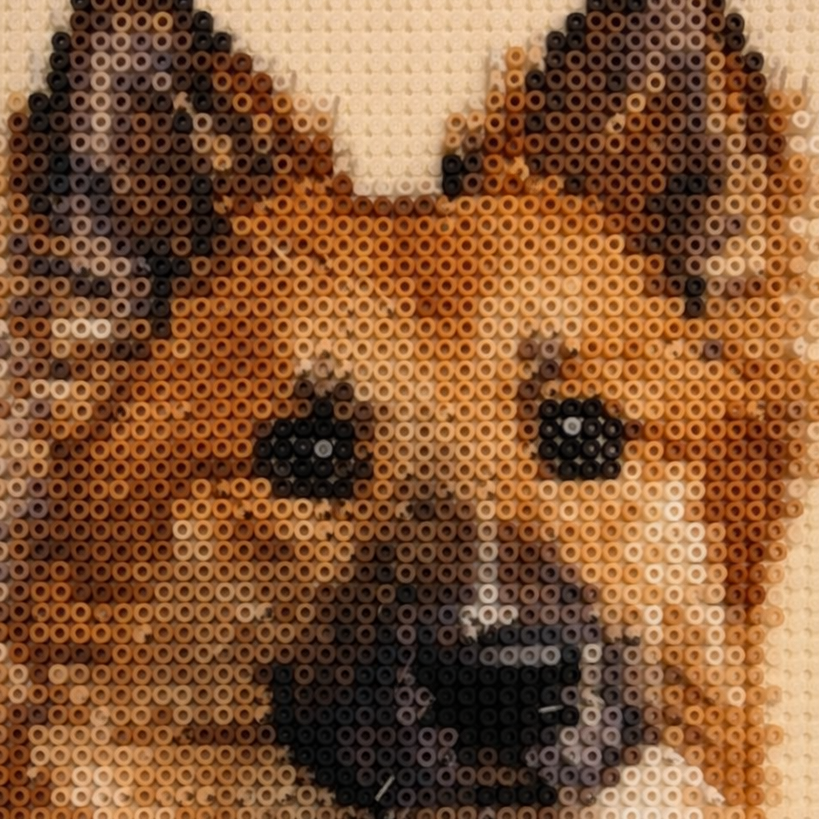 Islandsk F&aring;rehunde I Danmark