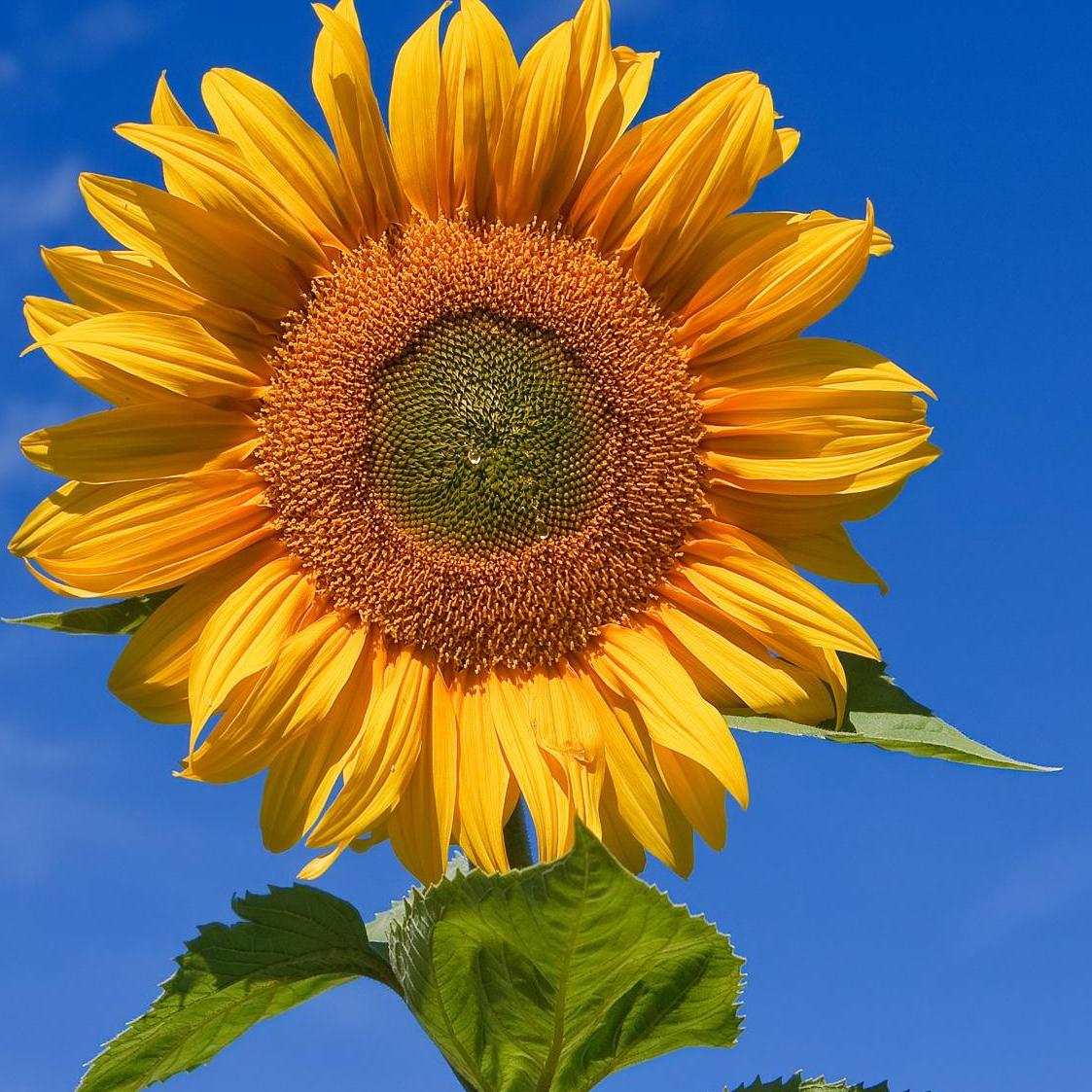 Neurodivergent f&aelig;llesskab🌻 (autisme, ADHD, dysleksi, bipolar m.v..)