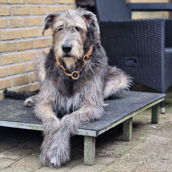 Irsk ulvehund DK