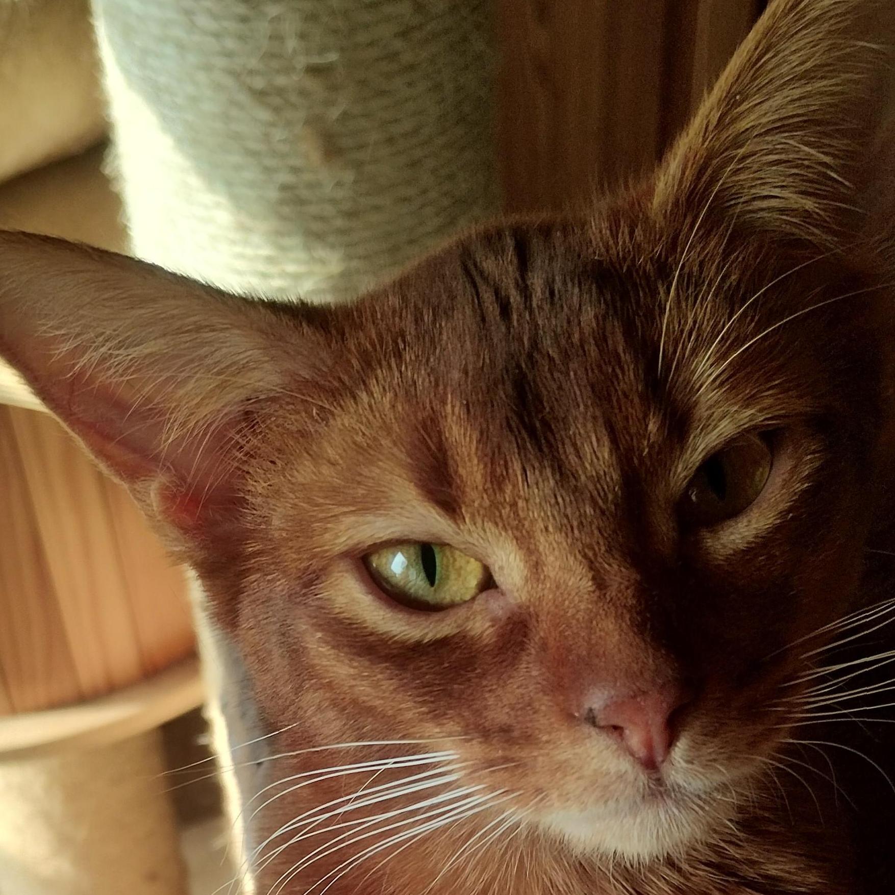 Dushara Somali og abyssinier katte