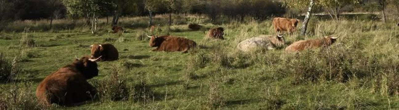 Danmarks Vilde Natur