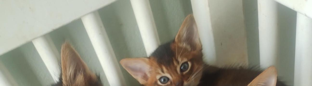 Dushara somali og abyssinier 