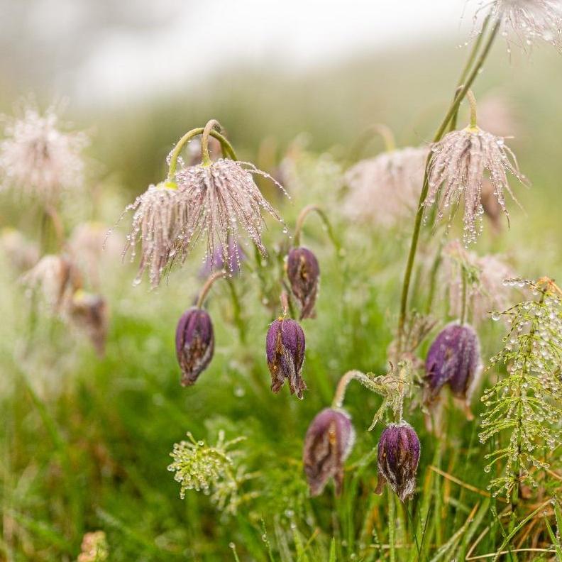 Danmarks Vilde Natur Djursland 