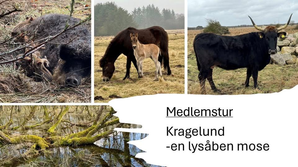 Medlemstur til Kragelund - en lys&aring;ben mose