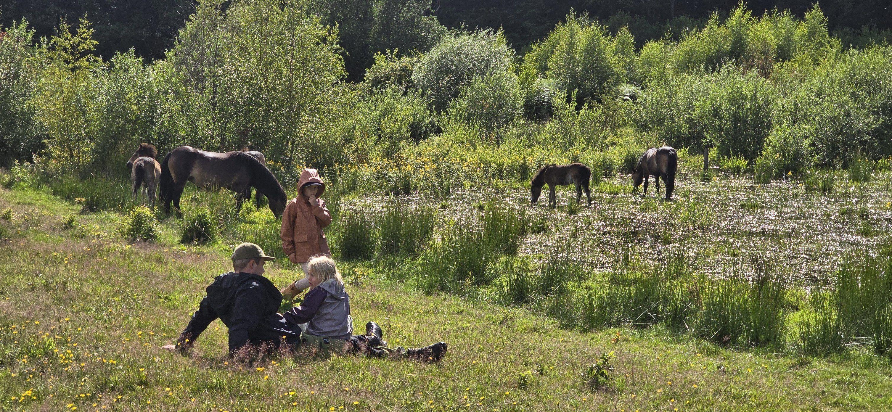 Danmarks Vilde Natur