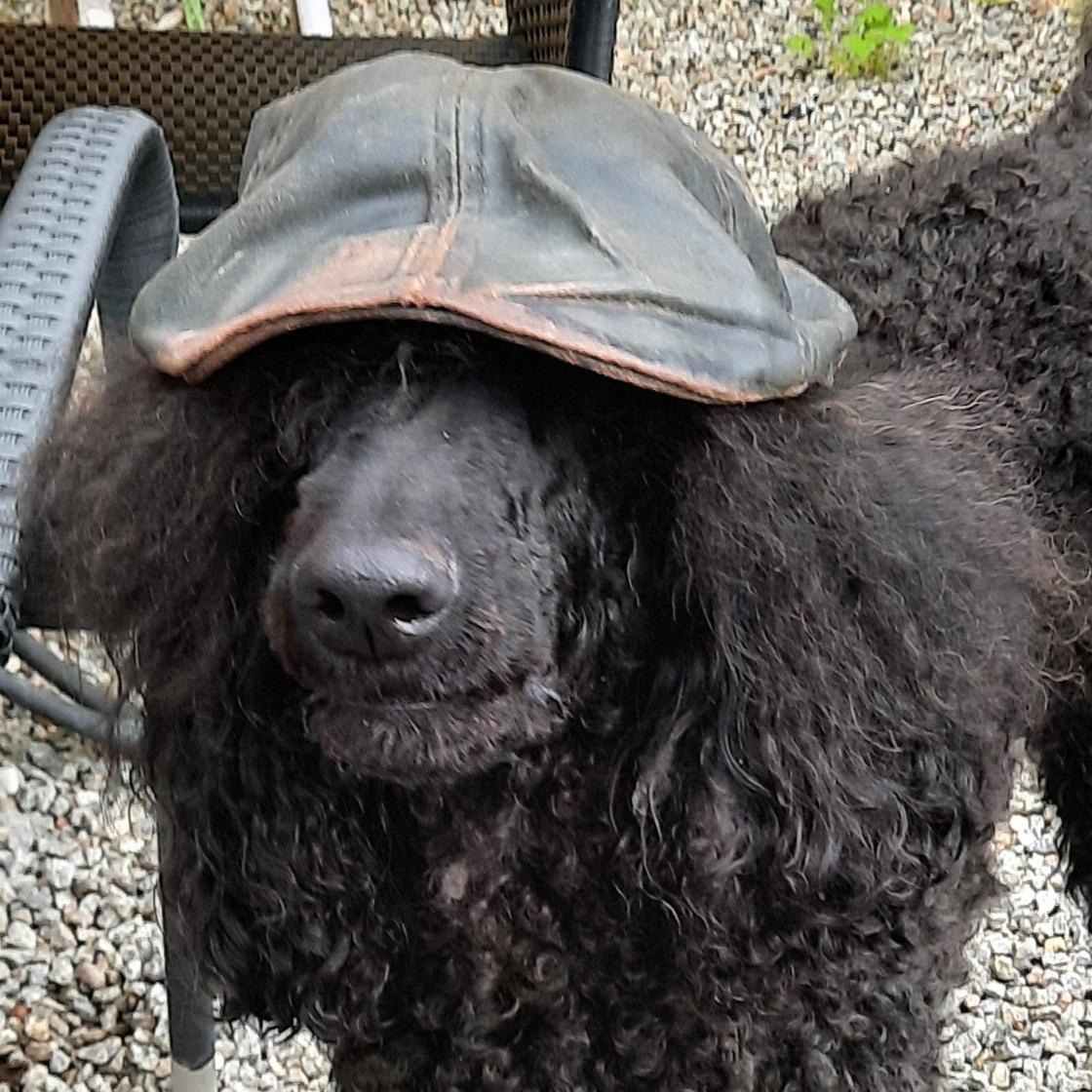 Puddelhunde